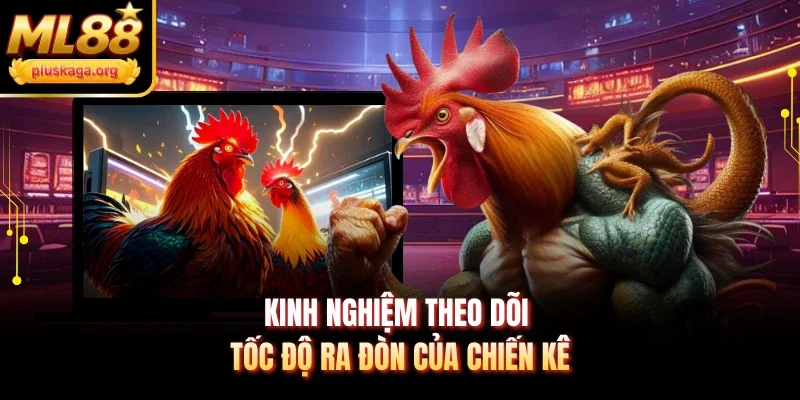 Kinh nghiệm theo dõi tốc độ ra đòn của chiến kê