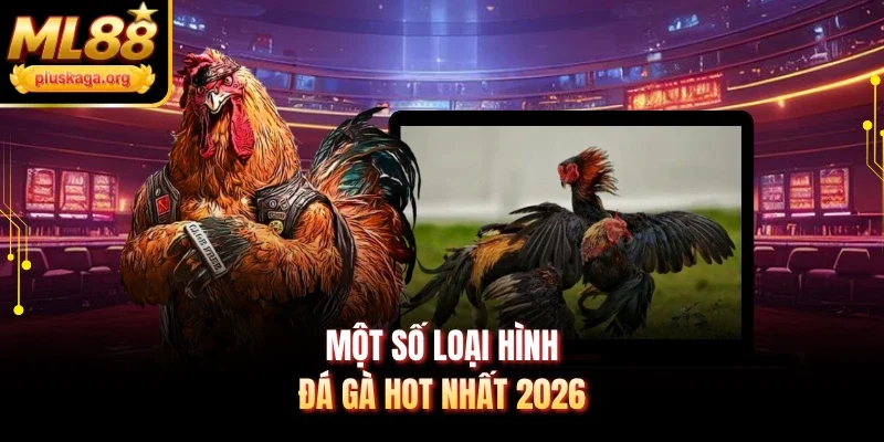 Một số loại hình đá gà hot nhất 2026