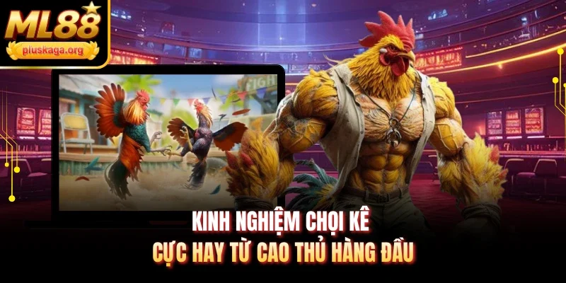 Kinh nghiệm chọi kê cực hay từ cao thủ hàng đầu